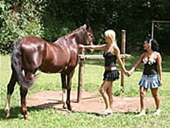 Barn Sex With Animals